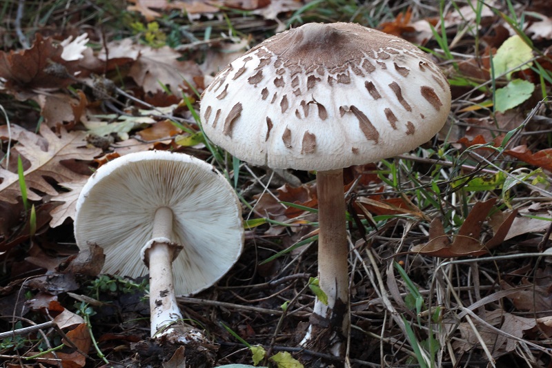 Macrolepiota da determinare